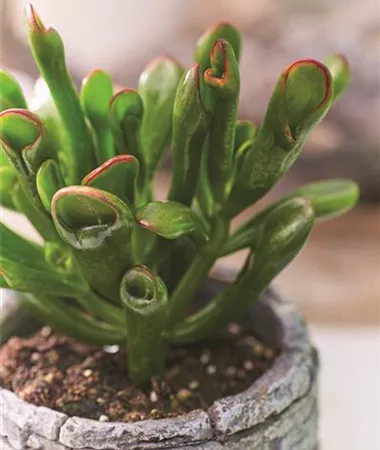 Crassula ovata