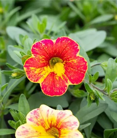 Calibrachoa cultivars