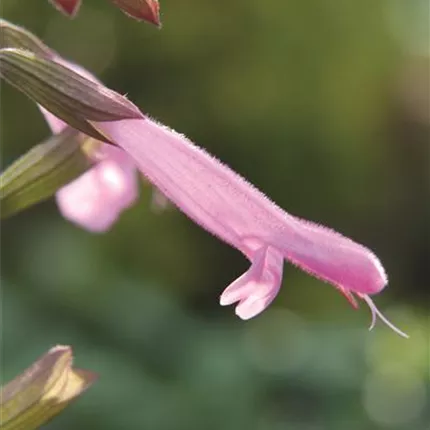 SAL Kisses and Wishes 475520 close up 3.jpg