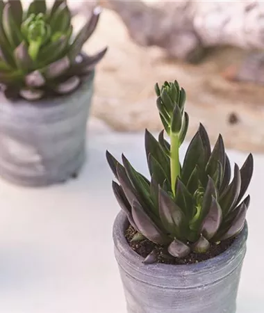 Echeveria affinis