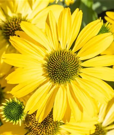 Echinacea purpurea