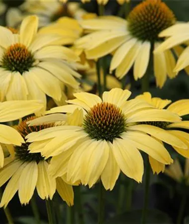 Echinacea purpurea