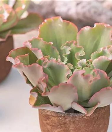 Echeveria cultivars