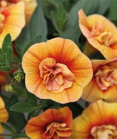 Calibrachoa cultivars