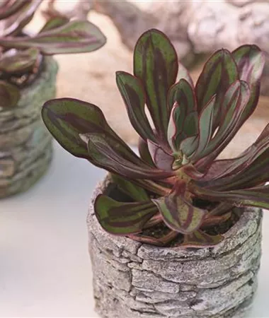 Echeveria nodulosa