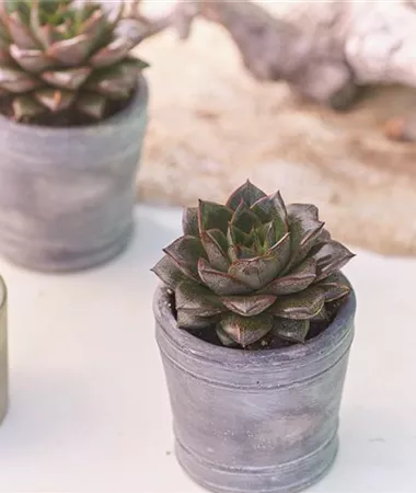 Echeveria purpusorum