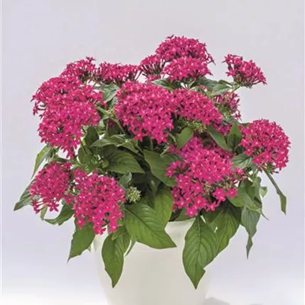 PEN Graffiti 2020 F1 Fuchsia 463602 PEN Graffiti 2020 F1 S9881181.jpg