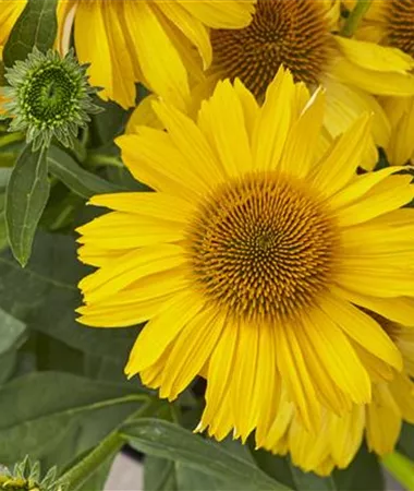 Echinacea purpurea