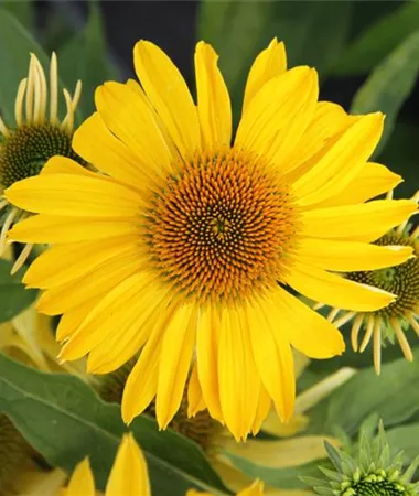 Echinacea purpurea