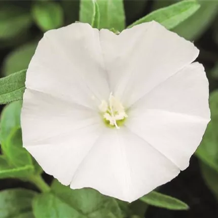 CON Manati White 418510 IMG_9072_b.jpg