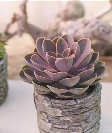 Echeveria purpusorum
