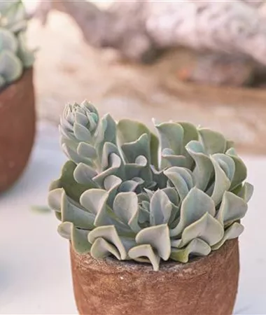 Echeveria runyonii