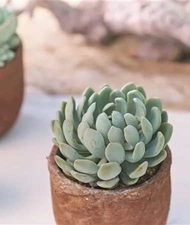Echeveria scheideckeri