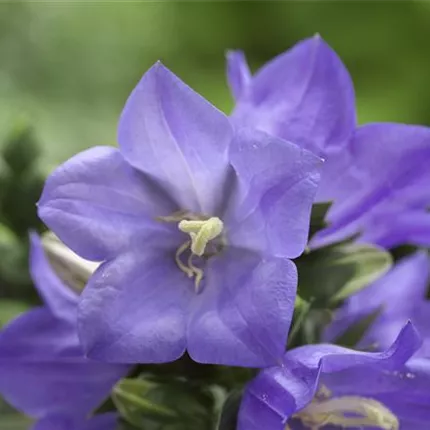 CAM_Takion F1_Blue_414300_FTU-521-05.jpg