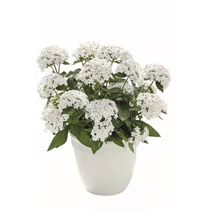 PEN Graffiti 2020 F1 White 463626 S9901181.jpg