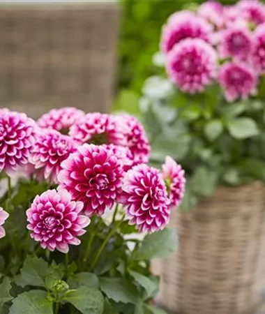 Dahlia x hortensis