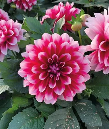 Dahlia x hortensis
