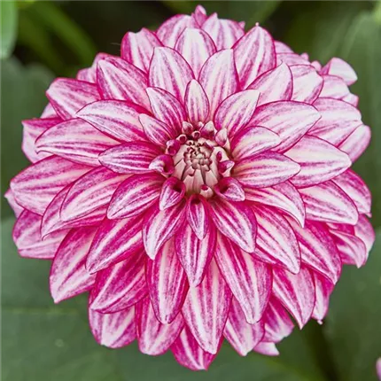 DAH_LubegaPower_CherryStripes_429721 - Kopie.jpg