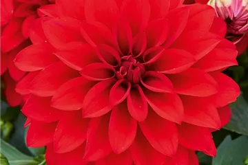 Dahlia x hortensis