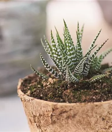 Haworthia fasciata