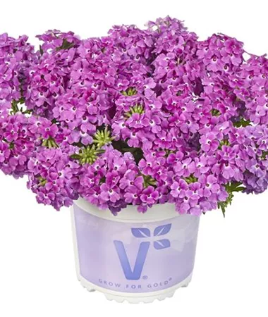 Verbena x peruviana