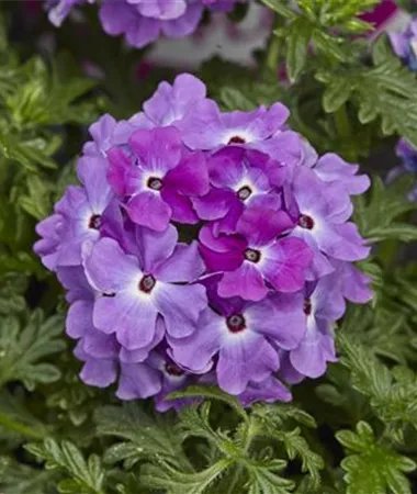 Verbena x peruviana