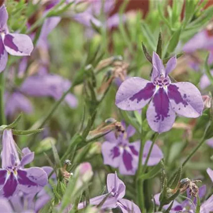 LOB Laura Lavender NEW 2020 455011.jpg