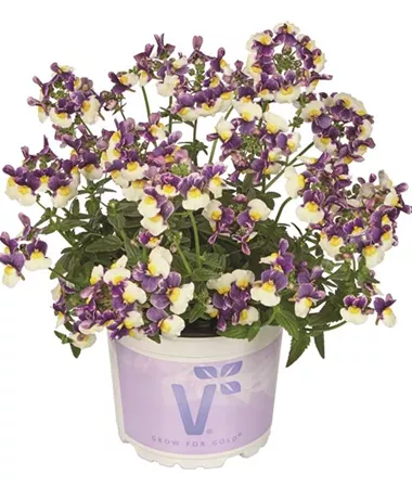Nemesia x fruticans