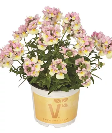 Nemesia x fruticans