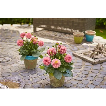 DAH_Lubega Power_Tropical Punch_429763_IMP2023_DAH-E-9595_0366_KATALOG.jpg