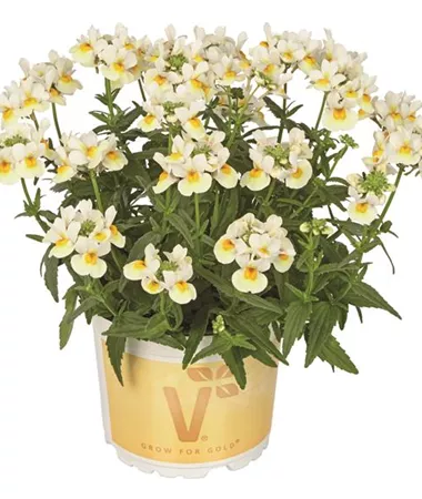 Nemesia x fruticans