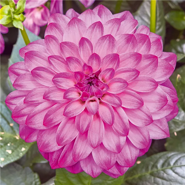 Dahlia x hortensis, Lubega® Power Violet Bicolor
