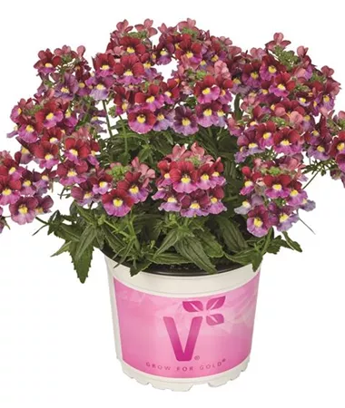 Nemesia x fruticans