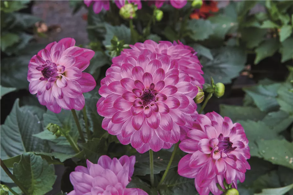 Dahlia x hortensis, Lubega® Power Violet Bicolor