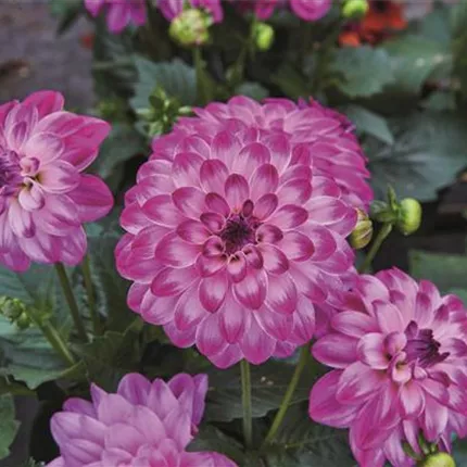 DAH Lubega Power Violet Bicolor 429766 Volmary_Kaldenhof_Blueten_134.jpg