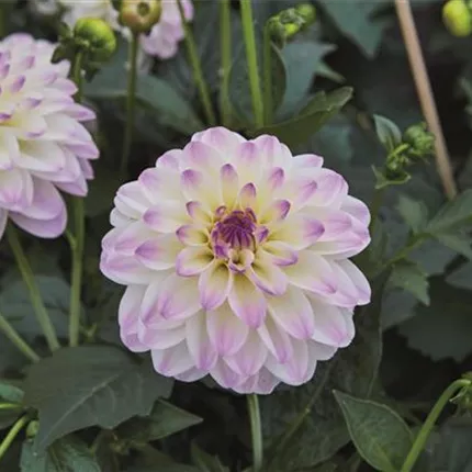 DAH Lubega Power White Lilac Frost 429771 Volmary_Kaldenhof_Blueten_102 DAH 6845.jpg