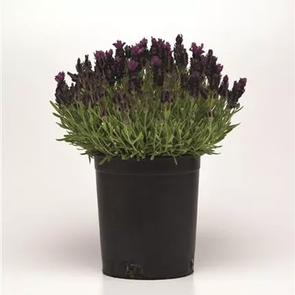 LAV Bandera Deep Purple 453810 LAV18-24037.jpg