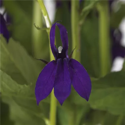 LOB Fanship Blue 455380_LOB19-25853.tif