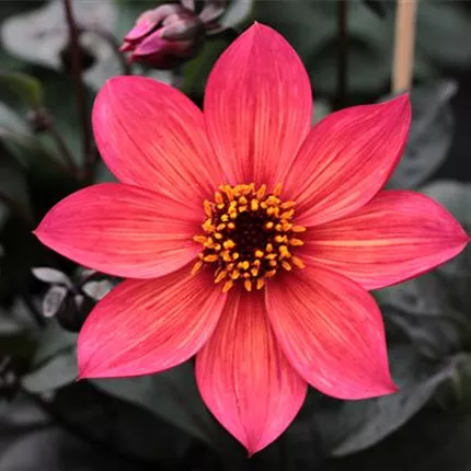 DAH_Lubega® Dark_Red Glow_84_430400_KATALOGBILD.JPG