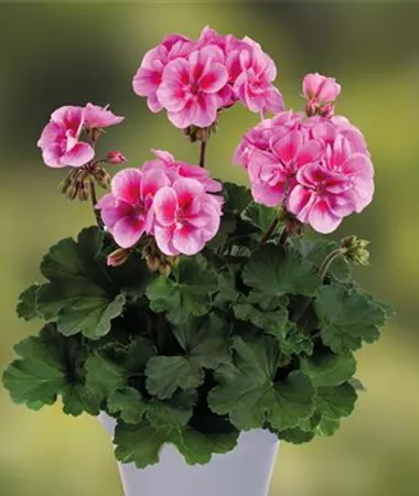 Pelargonium x zonale