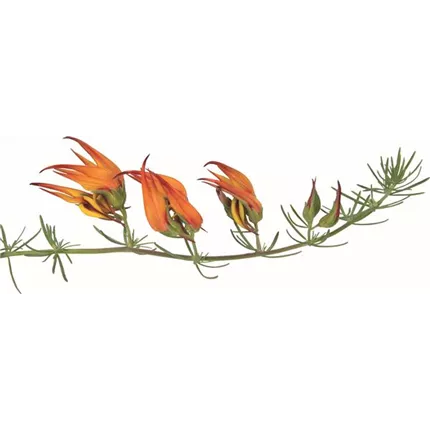 LOT Orange Flash JA 455764.jpg