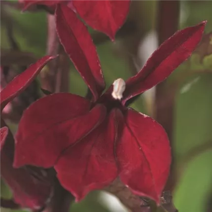 LOB Fanship Burgundy 455383_bearbeitet_KATALOGBILD.jpg