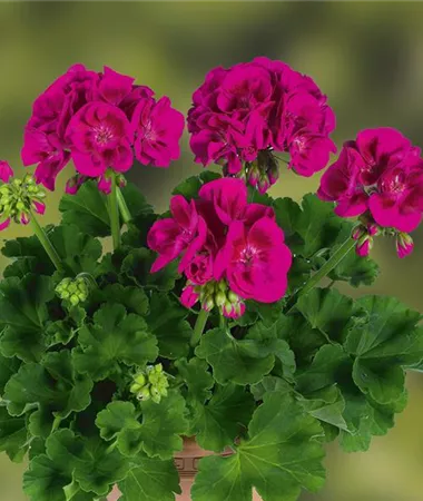 Pelargonium x zonale