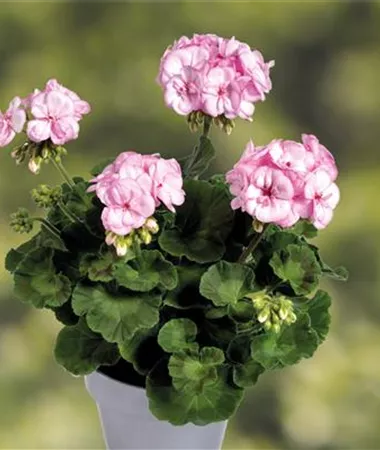 Pelargonium x zonale