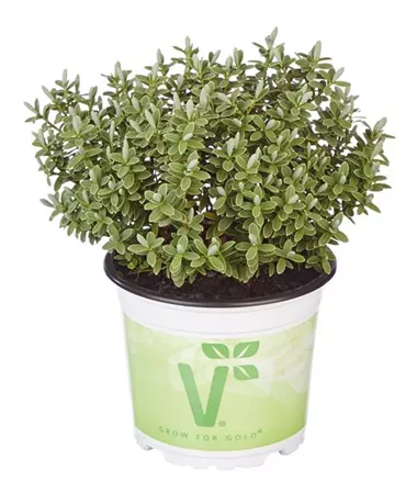 Hebe x hybrida