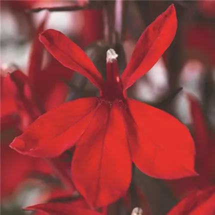 LOB Fanship Scarlet 455395_bearbeitet_KATALOGBILD.jpg