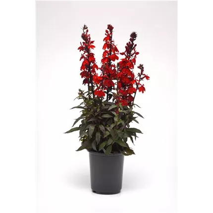 LOB Fanship Scarlet Bronze leaf 455396_LOB21-29155_AL.jpg