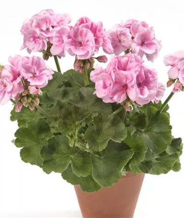 Pelargonium x zonale