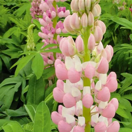 LUP_Lupini_Pink_455875.jpg