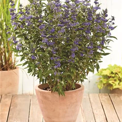 CAR Camara® Dark Blue 497215_bearbeitet_KATALOGBILD.jpg